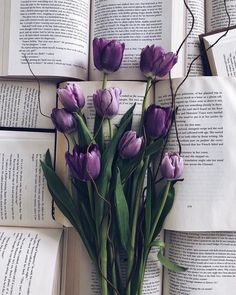 purple tulips are placed on top of an open book, surrounded by pages