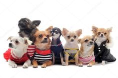 a group of small dogs dressed in clothes