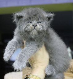 a small gray kitten sitting on top of a person's hand with its paw in the air