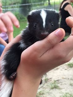 a small black and white animal being held by someone's hand with other people in the background