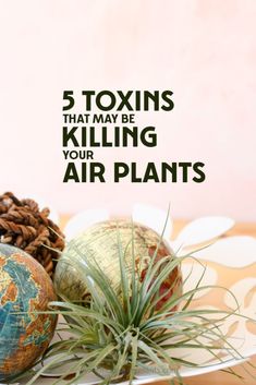 an air plant sitting on top of a plate next to two globes with the words, 5 towns that may be killing your air plants