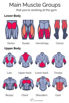 an image of the muscles in men's bodysuits and how to use them