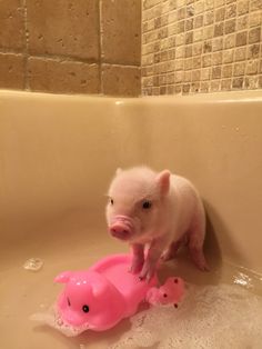 a small pig standing on top of a bath tub next to a pink toy pig