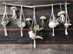 various air plants hanging from ropes on a wooden wall