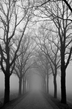 trees in the fog with no leaves on them and one person walking down the path