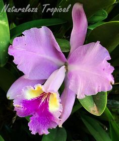 a purple flower is blooming in the middle of some green leaves and flowers are on the other side of the plant