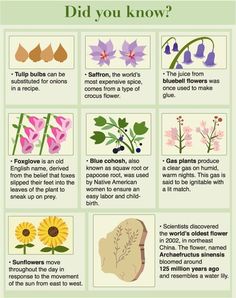 an info sheet with different types of flowers and plants in it, including the words did you know?