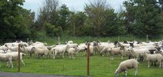 a herd of sheep standing on top of a lush green field