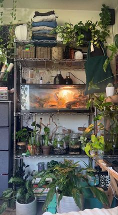 a room filled with lots of green plants and potted plants on top of shelves