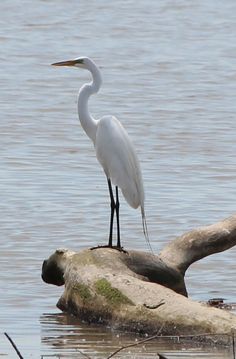 a white bird is standing on a log in the water