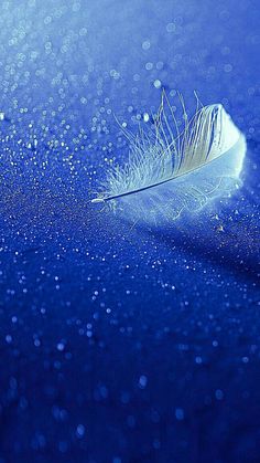 a white feather floating on top of a blue surface with water droplets all around it