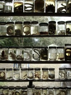 Paradis Sombre, Specimen Jars, Wet Specimen Taxidermy, Wet Specimen, Taxidermy Art, Vulture Culture, Cabinet Of Curiosities, Mad Scientist, Baker Street