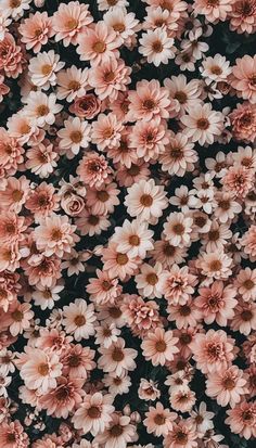 an overhead view of pink flowers in bloom