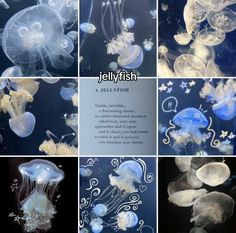 jellyfish are all different colors and sizes