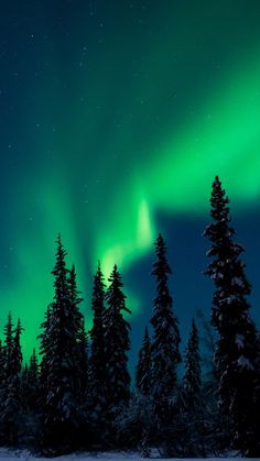 the aurora bore is shining brightly in the sky above some snow covered trees and evergreens