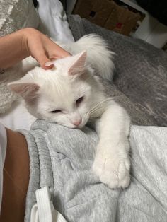 a person petting a white cat laying on top of a bed with gray sheets