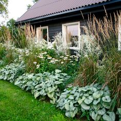 some plants and flowers in front of a house