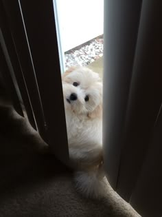 a small white dog is peeking out from behind a door and looking at the camera