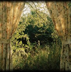 an open window with floral curtains in front of trees and bushes on the other side