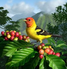 a bird sitting on top of a tree filled with berries and coffee beans canvas print