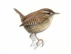 a small bird sitting on top of a white surface