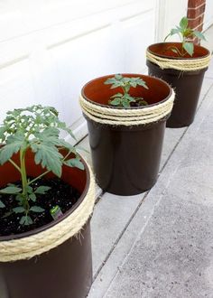 three potted plants sitting on the side of a building with rope wrapped around them