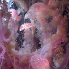 jellyfish are swimming in the water together