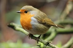 a small bird sitting on top of a tree branch