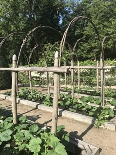 an outdoor garden with many plants growing in the ground and wooden trelliss on each side