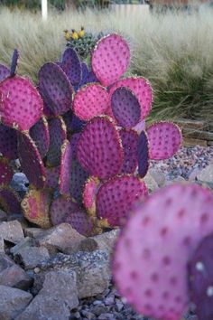 a cactus with purple flowers in the middle of rocks