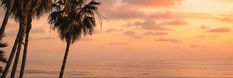 palm trees line the beach as the sun sets