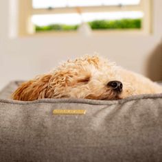 a dog is laying down on the bed with his head resting on it's pillow