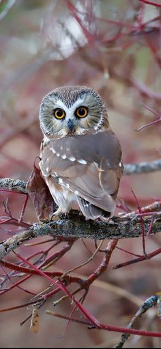 an owl sitting on top of a tree branch