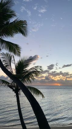 two palm trees on the beach at sunset