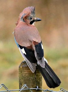 a small bird sitting on top of a wooden post next to a wire fence with grass in the background