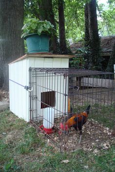 a chicken in a cage on the ground next to a tree and some grass with a potted plant on top of it