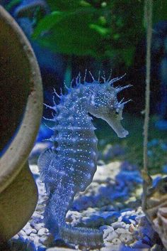 a seahorse is standing in the water with its head turned to look like it's looking at something