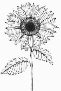 a black and white drawing of a sunflower