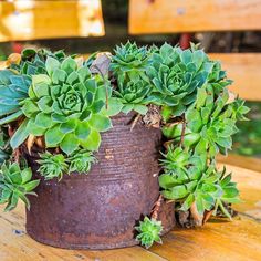 a potted plant sitting on top of a wooden table