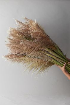 a person is holding some grass in their hand and it looks like they are dying