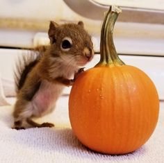 a small squirrel standing on its hind legs next to a pumpkin