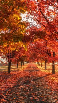 an autumn scene with leaves on the ground and trees lining the path in the background