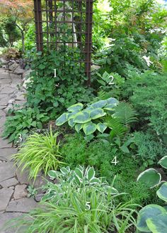 a garden with lots of green plants and trees in the background, on an instagram page