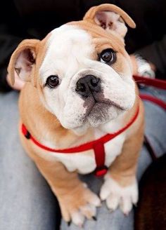 a brown and white dog sitting on top of a person's lap wearing a red leash