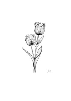 Tulip Tattoo For Men, Tulip Flower Tattoo Designs, Tulip Tattoo Men, Bouquet Of Tulips Tattoo, Tulips Tattoo Design, Tulip Tattoo Design, Oma Tattoo