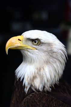 an eagle is looking at the camera while standing in front of a black background with white and yellow feathers