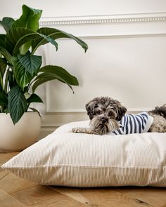 a small dog laying on top of a pillow in front of a potted plant