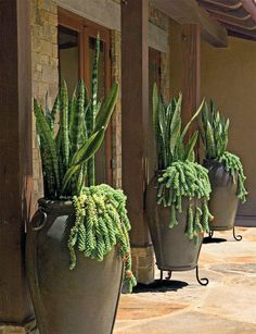 three large potted plants sitting on the side of a building next to each other