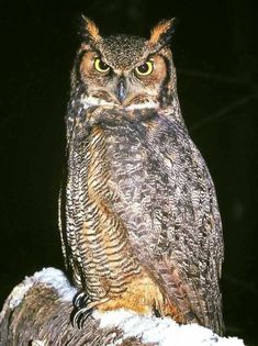 an owl sitting on top of a snow covered rock