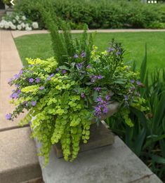 a potted plant with purple and green flowers on a ledge in front of some grass